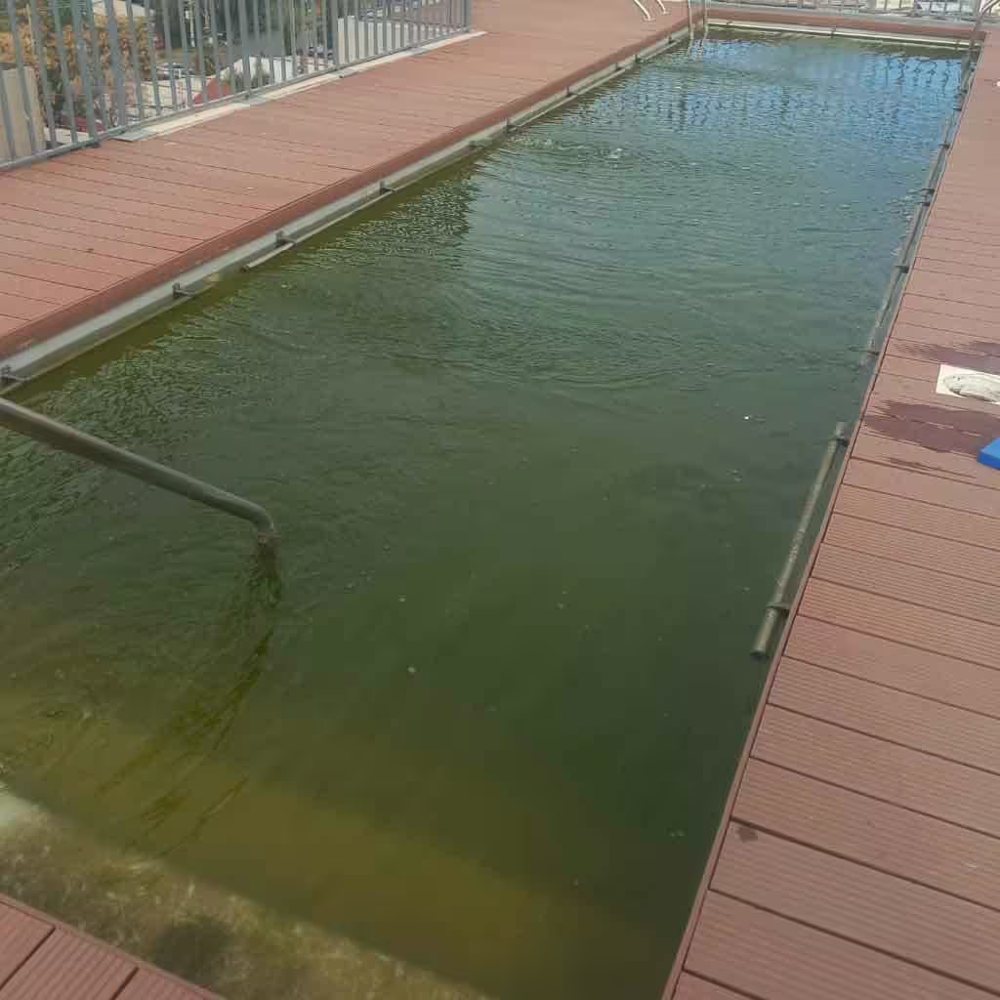 Agua verde en piscina causada por algas